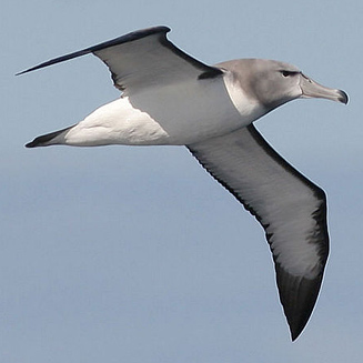 Thalassarche salvini (Salvin's albatross) 