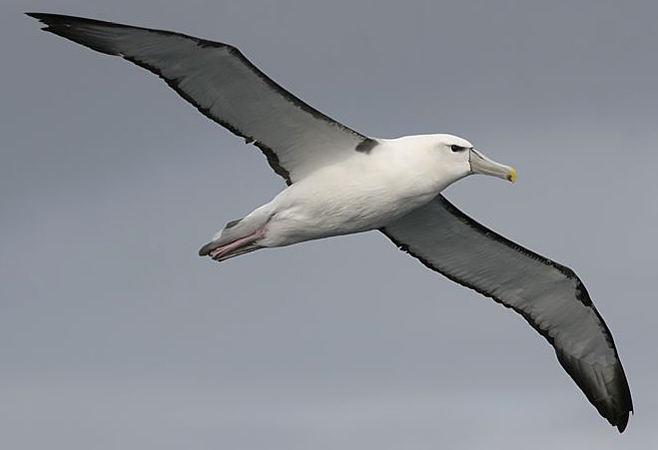 Thalassarche cauta (Shy albatross) 