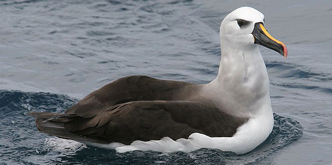 Thalassarche chlororhynchos (Atlantic yellow-nosed albatross, Yellow-nosed albatross) 