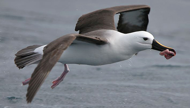 Thalassarche carteri (Indian yellow-nosed albatross) 