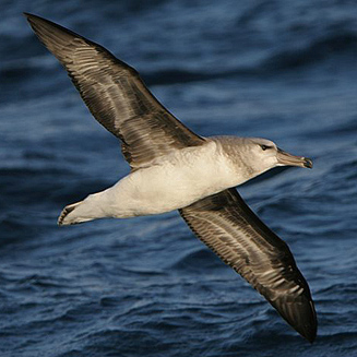 Thalassarche melanophrys (Black-browed albatross) 