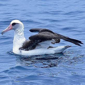 Phoebastria immutabilis (Laysan albatross)