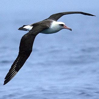 Phoebastria immutabilis (Laysan albatross)