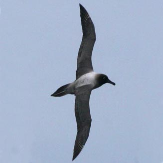 Phoebetria palpebrata (Light-mantled albatross, Light-mantled Sooty Albatross) 