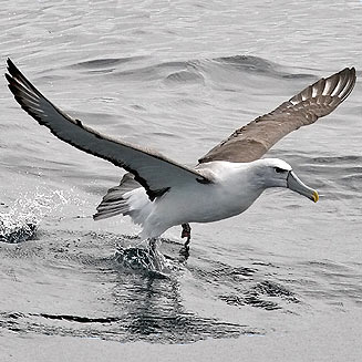 Thalassarche cauta (Shy albatross) 
