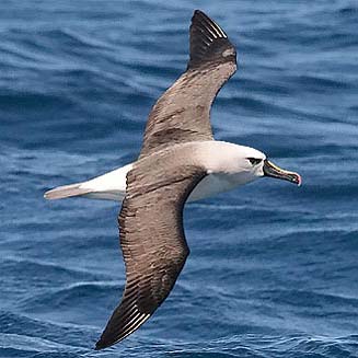 Thalassarche chlororhynchos (Atlantic yellow-nosed albatross, Yellow-nosed albatross) 
