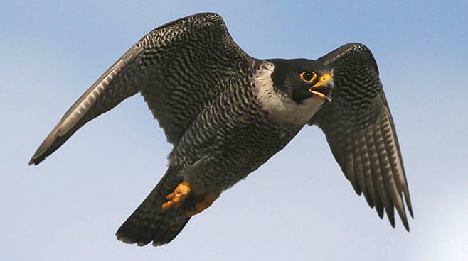 Falco peregrinus (Peregrine falcon)