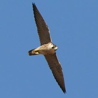 Falco peregrinus (Peregrine falcon)