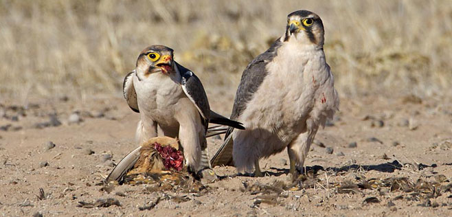 Falco biarmicus (Lanner falcon) 