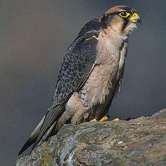 Falco biarmicus (Lanner falcon) 