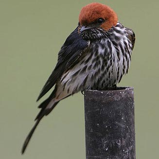 Hirundo abyssinica (Lesser striped swallow)