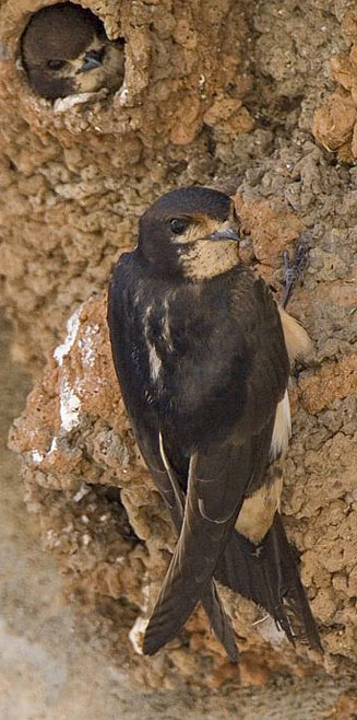Hirundo spilodera (South African cliff-swallow) 