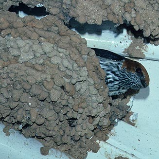 Hirundo abyssinica (Lesser striped swallow)