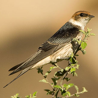 Hirundo cucullata (Greater striped swallow) 