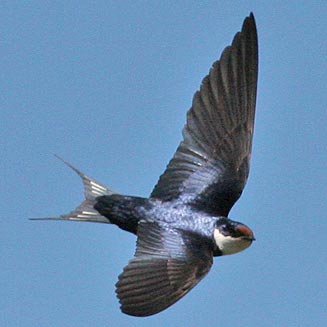 Hirundo albigularis (White-throated swallow)