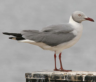 Larus cirrocephalus (Grey-headed gull) 