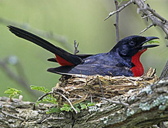 Laniarius atrococcineus (Crimson-breasted shrike, Crimson-breasted boubou)