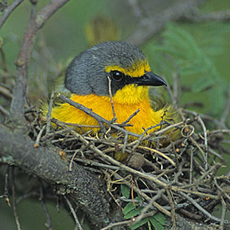 Telophorus sulfureopectus (Orange-breasted bush-shrike)