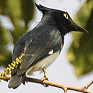 Bias musicus (Black-and-white flycatcher, Vanga flycatcher) 