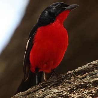 Laniarius atrococcineus (Crimson-breasted shrike, Crimson-breasted boubou) 