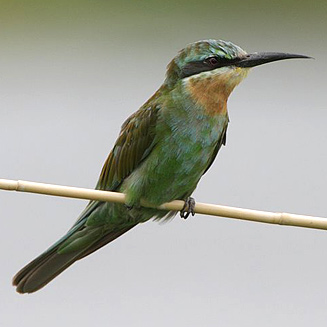 Merops persicus (Blue-cheeked bee-eater) 