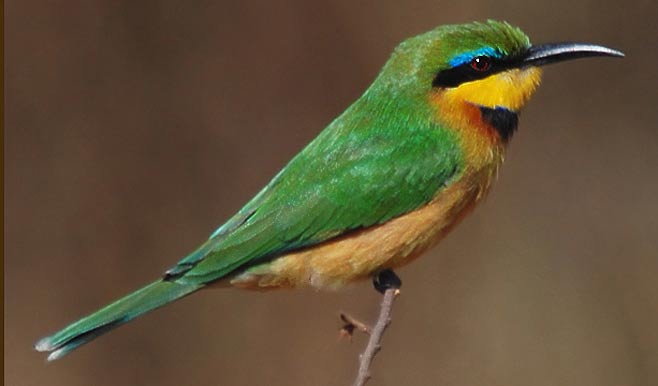 Merops pusillus (Little bee-eater)