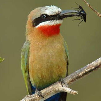 Merops bullockoides (White-fronted bee-eater) 