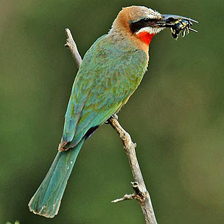 Merops bullockoides (White-fronted bee-eater) 