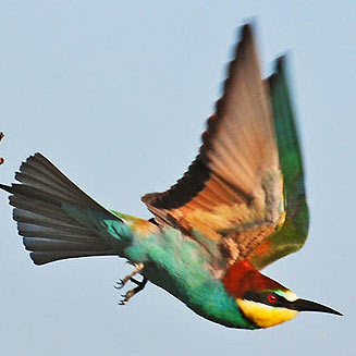 Merops apiaster (European bee-eater) 
