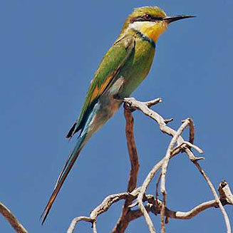 Merops hirundineus (Swallow-tailed bee-eater) 