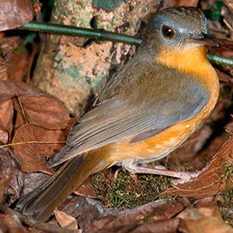 Sheppardia gunningi (East coast akalat, Gunnings robin) 