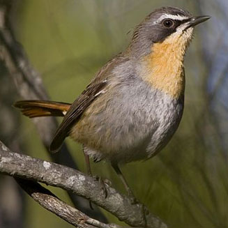 Cossypha caffra (Cape robin-chat, Cape robin)