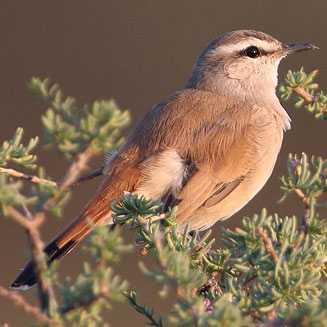Cercotrichas paena (Kalahari scrub-robin) 