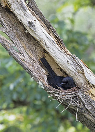 Melaenornis pammelaina (Southern black flycatcher)