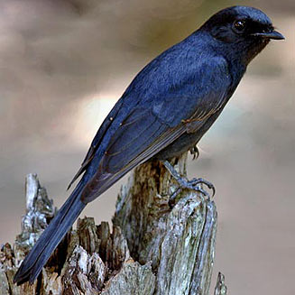 Melaenornis pammelaina (Southern black flycatcher) 