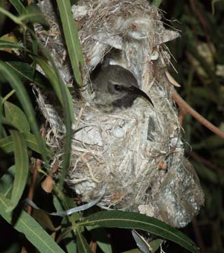 Chalcomitra amethystina (Amethyst sunbird, Black sunbird) 