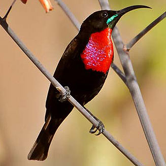 Chalcomitra senegalensis (Scarlet-chested sunbird) 