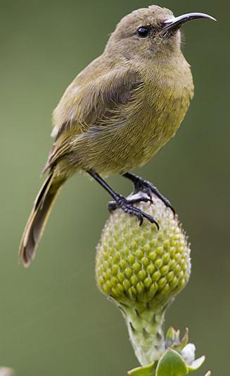 Anthobaphes violacea (Orange-breasted sunbird) 