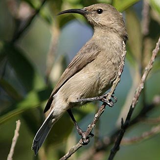 Cinnyris chalybeus (Southern double-collared sunbird, Lesser double-collared sunbird) .