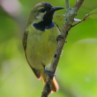 Anthreptes reichenowi (Plain-backed sunbird, Bluethroated sunbird)
