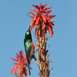 Cinnyris afer (Greater double-collared sunbird) 