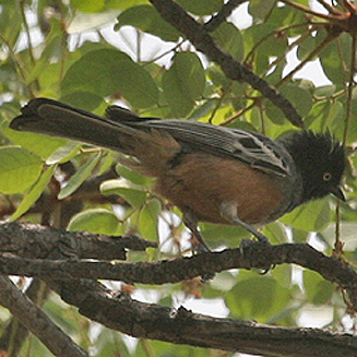 Parus rufiventris (Rufous-bellied tit)