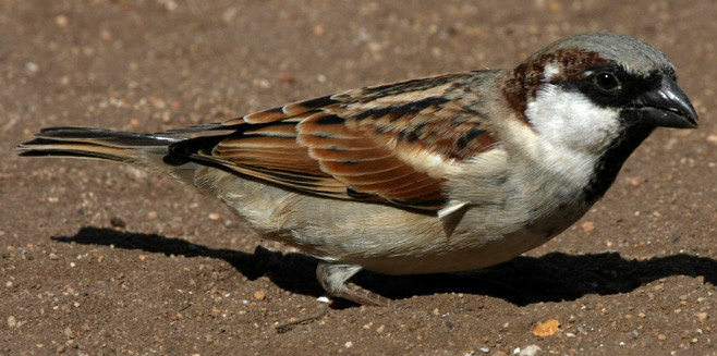 Passer domesticus (House sparrow)