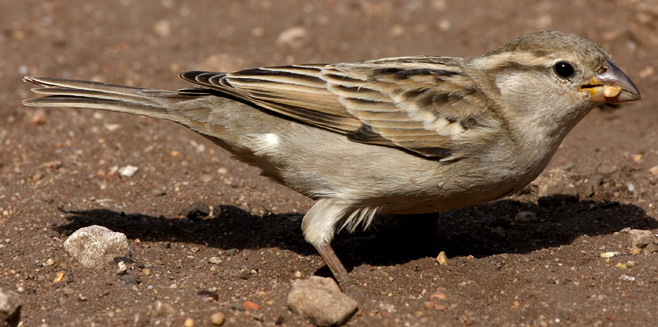 Passer domesticus (House sparrow)