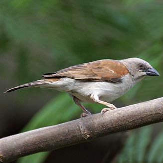 Passer griseus (Northern grey-headed Sparrow)
