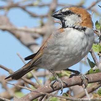 Passer motitensis (Great sparrow) 