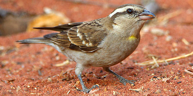 Petronia superciliaris (Yellow-throated petronia, Yellow-throated sparrow) 