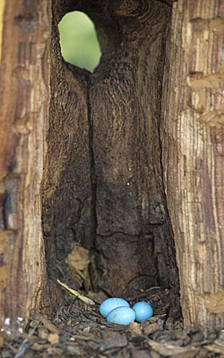 Phoeniculus purpureus (Green wood-hoopoe, Red-billed wood-hoopoe)