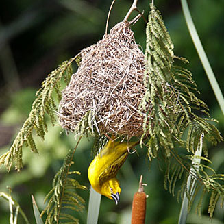 Ploceus xanthops (Golden weaver)