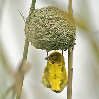 Ploceus subaureus (Yellow weaver)